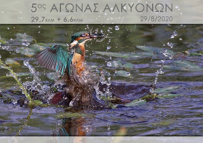 Αγώνας Δρόμου Αλκυόνων 8χλμ